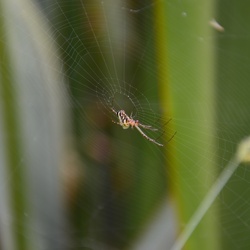 2017-03 New Zealand/Blue Spring/DSC_0016.JPG